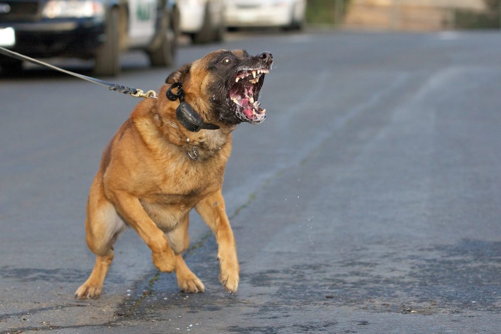Viscous dog. Dog Bites & Animal Attacks